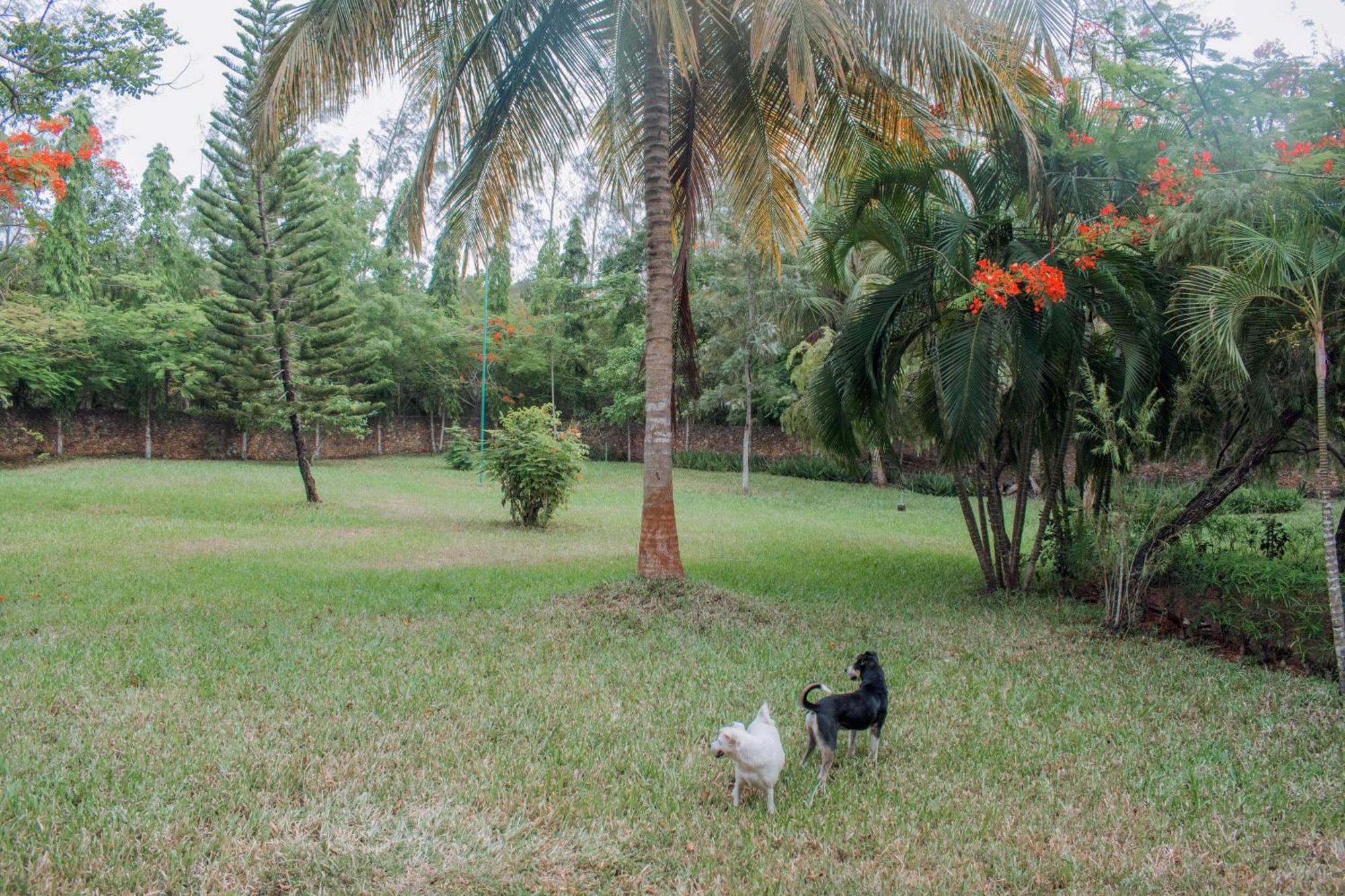 דיאני ביץ' Kijani Cottages In Diani מראה חיצוני תמונה
